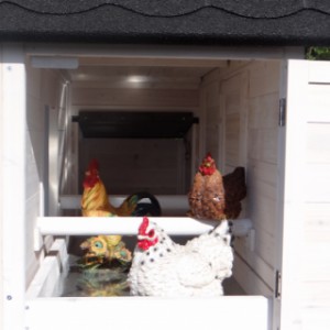 Chicken coop sleeping compartment with perches