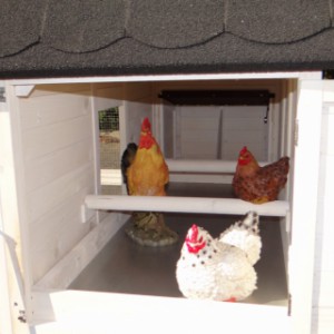 Large chicken coop with perches