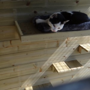 The cat climbing boards can be mounted very easily