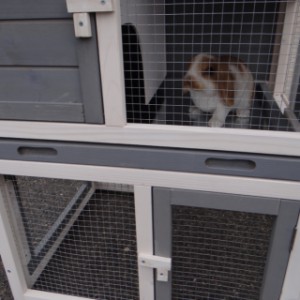 The sleeping compartment of rabbit hutch Cato is provided with a tray