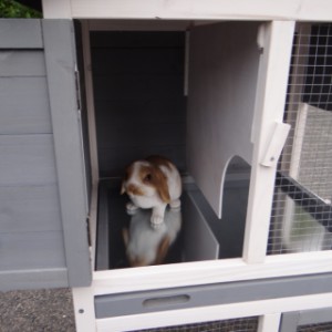 The sleeping compartment of the rabbit hutch Cato is provided with a partition wall
