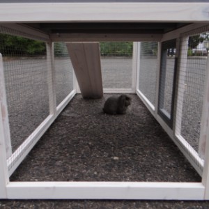 Have a look in the run of rabbit hutch Cato