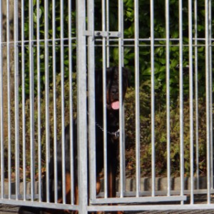 The distance between the bars of the dog kennel is 8cm