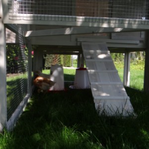 Have a look in the run of guinea pig hutch Kathedraal Large