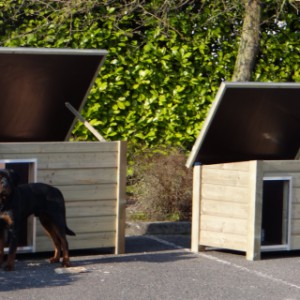 Doghouses Ferro and Wolf besides each other with Rottweiler