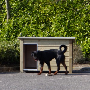 Doghouse Wolf with Rottweiler