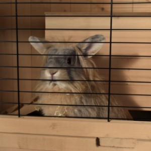 Rabbit hutch Emma is a nice indoor cage