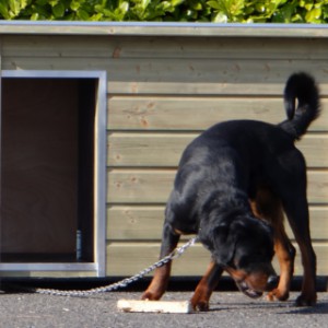 Doghouse Wolf for large dog breeds
