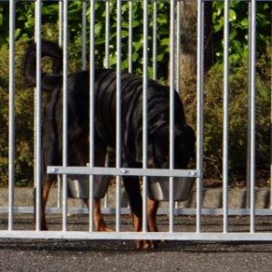 The double feeding set is height adjustable