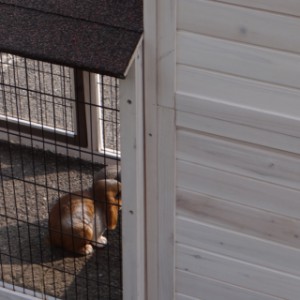 Rabbit hutch Excellent Medium | The run is slightly deeper than the hutch
