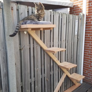 Cat climbing pole Douglas