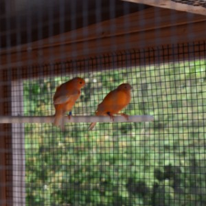 The aviary Flex 2.2 is a beautiful place for your birds