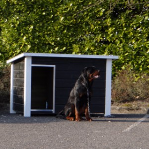 Large doghouse XL