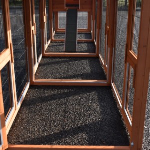 Have a look in the run of rabbit hutch Prestige Medium