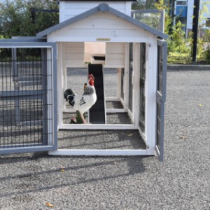 Have a look in the run of chickencoop Prestige Medium