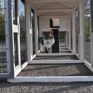 Have a look in the run of chickencoop Prestige Medium