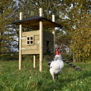 The hutch Rosalynn is suitable for 3 till 5 chickens