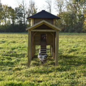 Have a look in the run of chickencoop Rosanne