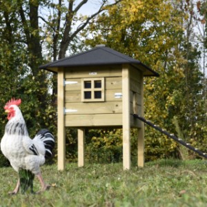 The chickencoop Rosy is an acquisition for your yard!