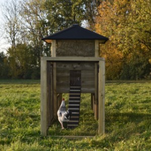 Have a look in the run of chickencoop Rosanne