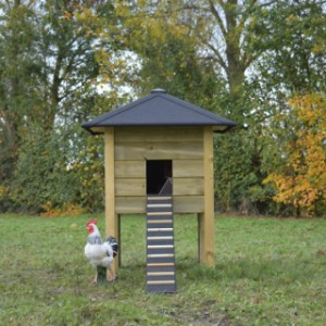The chickencoop Rosy has a ramp with a length of 120cm