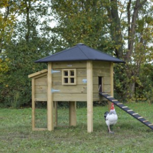 The hutch Rosy is suitable for 3 till 5 chickens