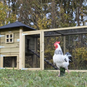 A nice hutch for your chickens!