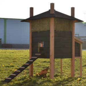 The hutch Rosalynn has an opening for the chickens of 22x26cm