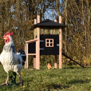 The chickencoop Rosalynn is suitable for 3 till 5 chickens