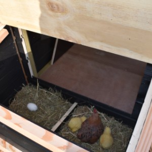 The laying nest is provided with a hinged roof, so that you can easily collect the eggs