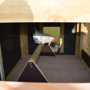 The chickencoop Rosalynn is provided with a large sleeping compartment