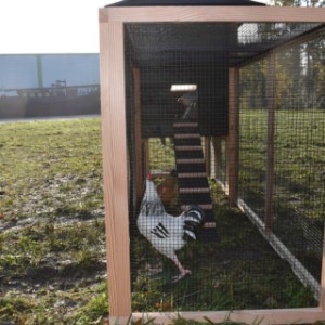 The run of the chickencoop Rosalynn is provided with black mesh