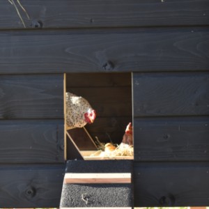 The hutch has a large opening for the chickens