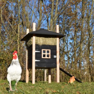 The haystack Rosalynn is an acquisition for your chickens