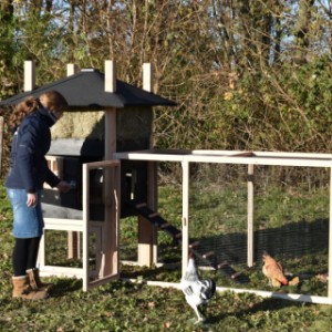 The large chickencoop offers place for 3 till 5 chickens
