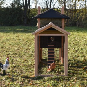 Have a look in the run of chickencoop Rosalynn