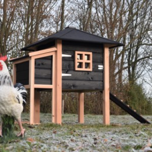 The chickencoop Rosy is made of Douglaswood and black impregnated wood