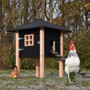 The chickencoop Rosy is made of Douglaswood and black impregnated wood