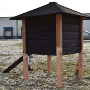 The roof of chickencoop Rosy is provided with black roofing felt