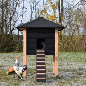 The chickencoop Rosy is provided with a long ramp