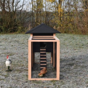 Have a look in the additional run of chickencoop Rosy