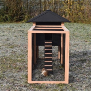 Have a look in the run of rabbit hutch Rosy