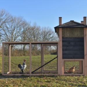 Have a look on the backside of chickencoop Rosa