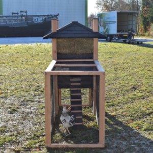 Have a look in the run of chickencoop Rosa