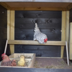 You can also order perches and a laying box