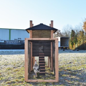 Have a look in the run of chickencoop Rosa