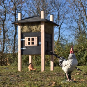 The chickencoop Rosa is an acquisition for your garden!