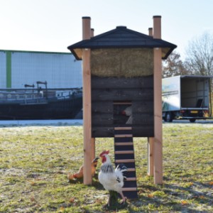 The haystack Rosa is suitable for chickens and rabbits