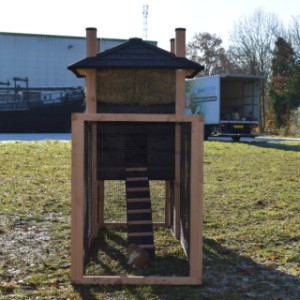 Have a look in the run of rabbit hutch Rosa
