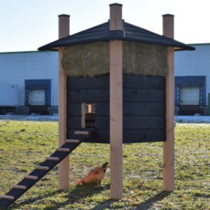 The chickencoop Rosa is provided with a long ramp